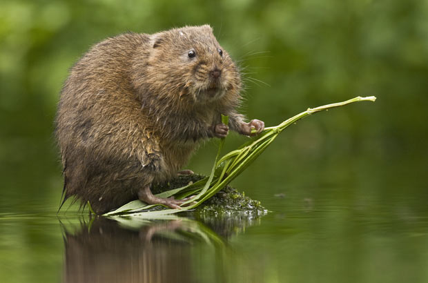 Водяная крыса, водяная полевка Календарь охотника