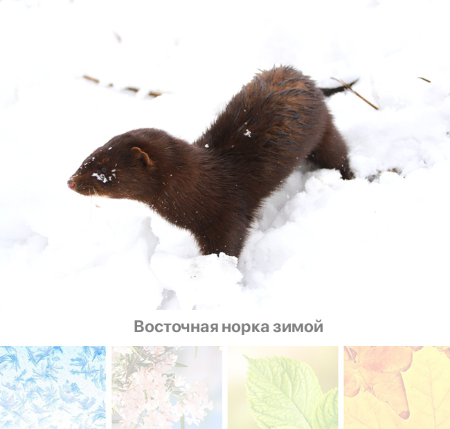 Норка европейская. Зима