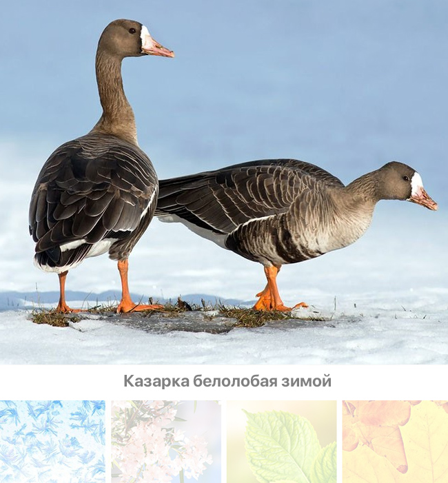 Белолобая казарка, белолобый гусь. Зима