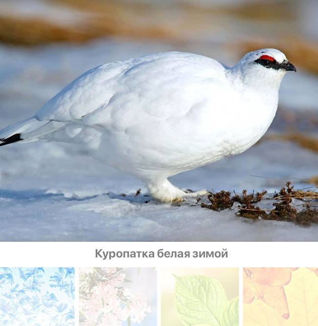 Тундровая куропатка - eBird