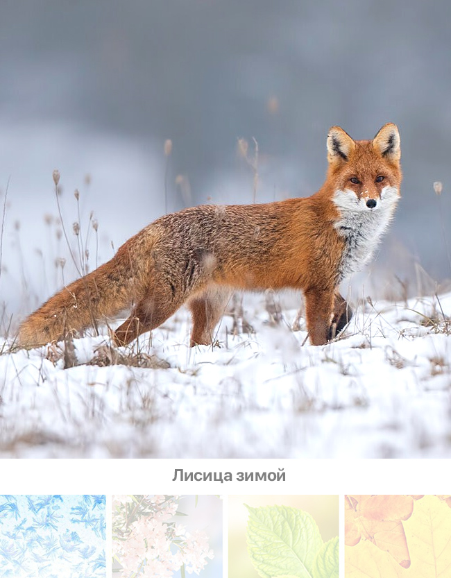 Календарь охотника, Январь, Лисица зимой.