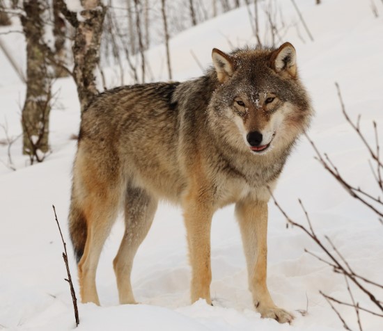 Волк Календарь охотника